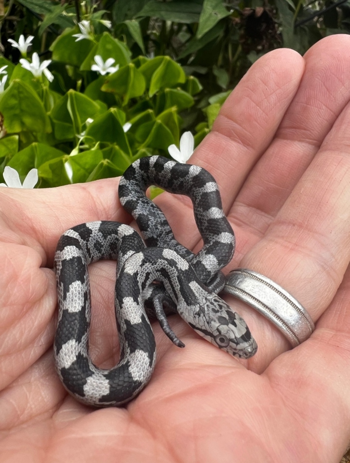 Gray Rat Snake